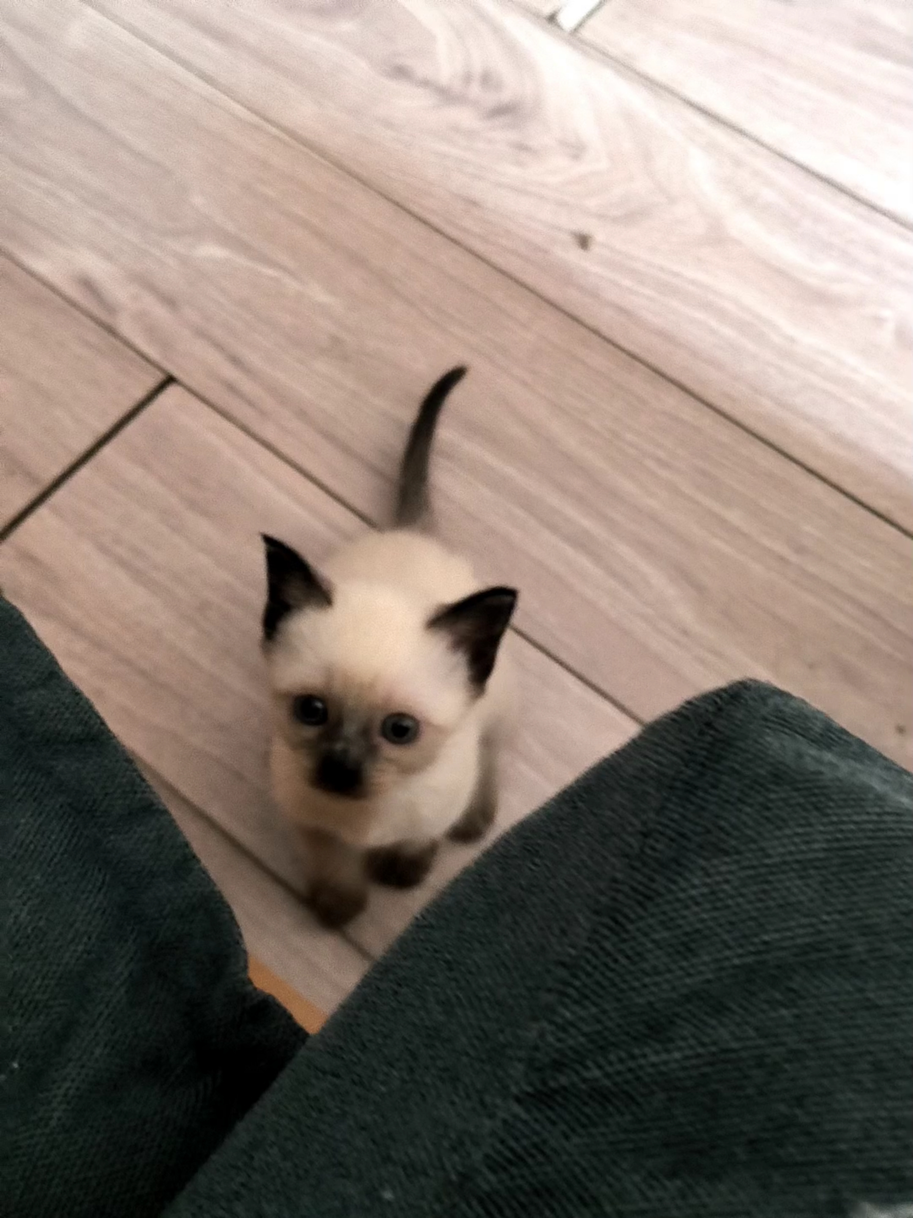 暹罗猫幼崽